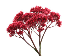 Beautiful red autumn flowers for seasonal decoration ideas, cut out transparent