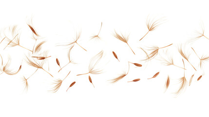 Dandelion Flower Seeds Flying in the Wind Isolated on a White Background