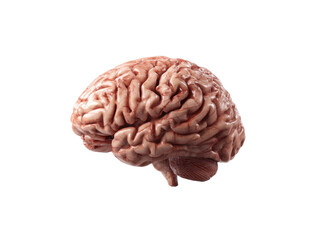 Detailed view of human brain anatomy for educational themes, cut out transparent