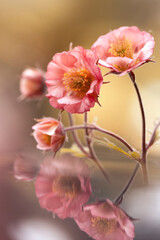 Wiosenne różowe kwiaty Kuklika 9 Geum ). Tapeta, dekoracja. © mycatherina