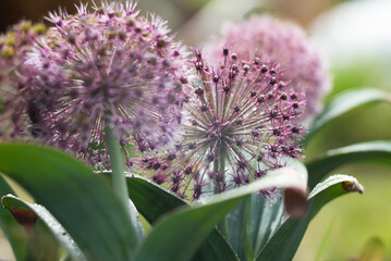Fioletowe kwiaty czosnku ozdobnego w ogrodzie, tło natury. © Elżbieta Kaps