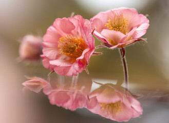 Wiosenne różowe kwiaty Kuklika 9 Geum ). Tapeta, dekoracja. © mycatherina