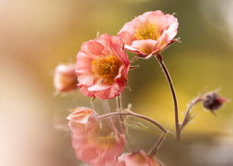 Wiosenne różowe kwiaty Kuklika 9 Geum ). Tapeta, dekoracja. © mycatherina