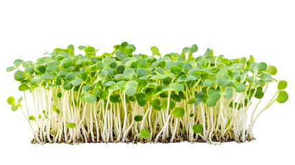 Fresh Young Microgreens Sprouts Isolated on White Background for Culinary Photography