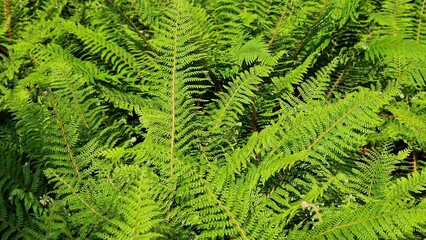 Green fern leaves in the garden. 