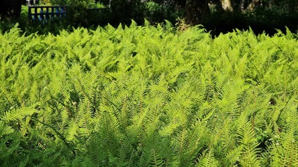 Green fern leaves in the garden. 