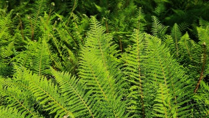 Green fern leaves in the garden. 