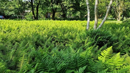 Green fern leaves in the garden. 