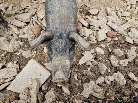 Iberisches Schwein