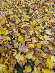 Herbstlaub