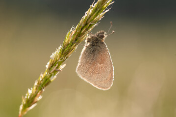 Motyl na kwiatach na wiosennej łące.  © Elżbieta Kaps