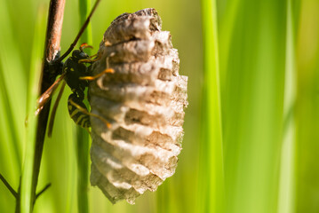 Klecanka polna na gnieździe na łące. 