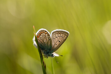 Motyl na kwiatach na wiosennej łące. 
