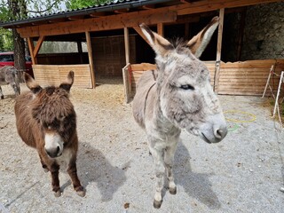 Grauer und brauner Esel