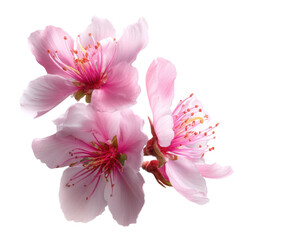 Fototapeta premium Delicate pink cherry blossoms in full bloom for spring decor, cut out transparent