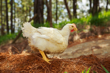 Broiler Chicken in a Cage-Free Farming System with Access to Natural Environment