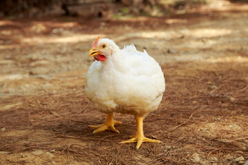 white broiler chicken for the meat industry