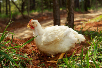 Broiler Chicken in a Cage-Free Farming System with Access to Natural Environment