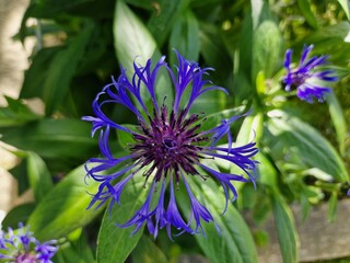 Bl&uuml;te der Berg-Flockenblume