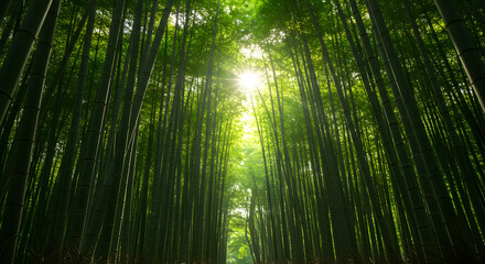 Fototapeta premium Sunlit Path Through a Lush Bamboo Forest