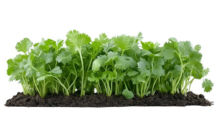 Fresh Cilantro Herb Isolated on White Background for Culinary Designs