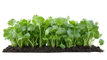 Fresh Cilantro Herb Isolated on White Background for Culinary Designs