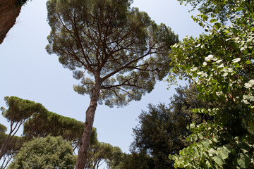 Stunning view of a tall stone pine tree, reaching towards a clear blue sky. Perfect for nature,...
