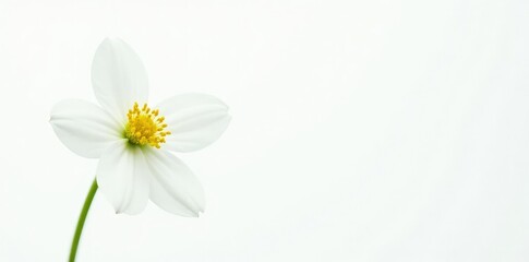 Fototapeta premium Single white bloom isolated on white background, floral, green, single