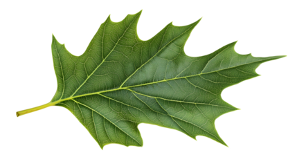 Vibrant Green Cartoon Leaf on Clean White Background