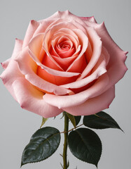 A pink rose sits in a vase surrounded by green leaves, perfect for decorative purposes