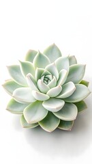 Obraz premium Elegant Succulent in Gentle Green and White Tones A Modern Botanical Photograph