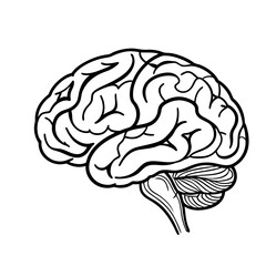 Hand Drawn Human Brain Illustration