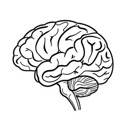 Hand Drawn Human Brain Illustration