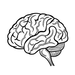 Hand Drawn Human Brain Illustration