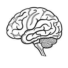 Hand Drawn Human Brain Illustration