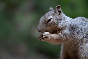 Naklejka premium Close-up of a fluffy squirrel happily eating. Perfect for nature, wildlife, and animal-themed projects.