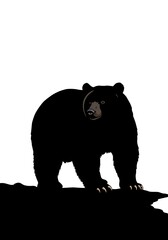 Fototapeta premium Majestic Bear Silhouette: Nightfall on the Ridge