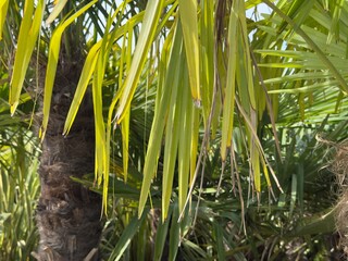 Obraz premium Close-up of vibrant green palm tree leaves, bathed in sunlight. Perfect for tropical themes.