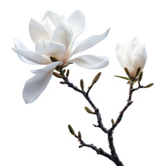 Obraz premium Elegant White Magnolia Blossoms on a Delicate Branch in Spring