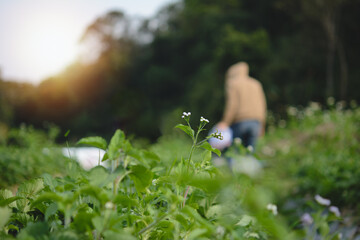 Close-up of small wild flower in lush farmland with farmer walking through soft morning sunlight in background, Natural atmosphere, Tranquility and simple rural life, Organic farming