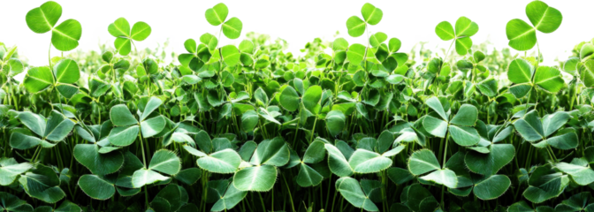 Abundant Four-Leaf Clovers in a Lush Field