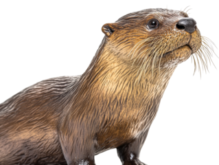 Captivating portrait of an otter against a pristine white backdrop showing wildlife
