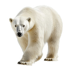 Fototapeta premium Isolated polar bear illustration on pristine white background, majestic