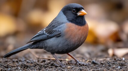 Obraz premium Black-headed grosbeak foraging autumn leaves