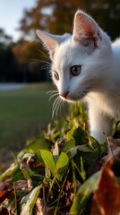 Obraz premium White kitten exploring autumn leaves