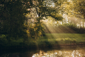 Sunbeams piercing through dense tree foliage beside a calm riverbank during early morning light