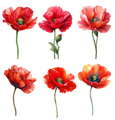 Obraz premium Poppy watercolor flowers isolated on transparent background.