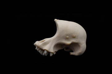 Naklejka premium human bones A white bone is shown on a black background.generative ai