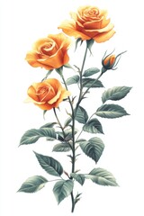 Fototapeta premium Watercolor Roses on White Background; Three Golden Blooms and Bud, Botanical Illustration, Floral Art, Elegant Design, Isolated, Artistic, Detailed, Floral, Decorative