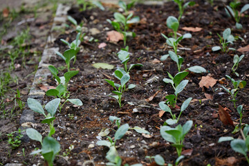 Organic  Kale Seedling Growing in a Mulched Garden